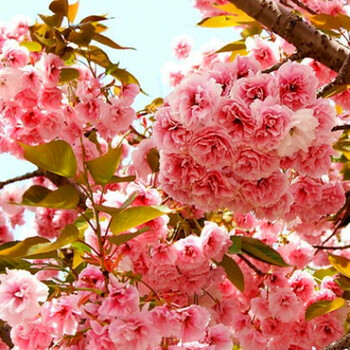 正宗日本樱花苗 庭院室内种植 重瓣樱花树苗盆