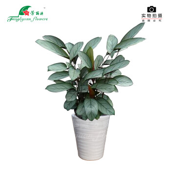 飞羽竹芋绿植盆栽花卉 三桩发财树白色瓷盆_ 8折现价116元
