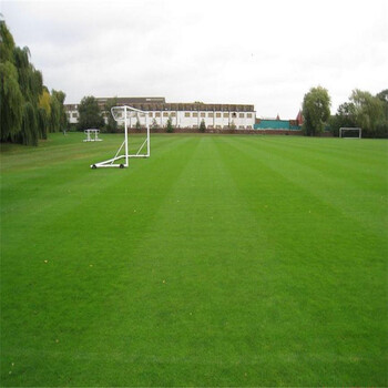 国四季青 马尼拉草籽 百慕大 果岭草不修剪 三叶