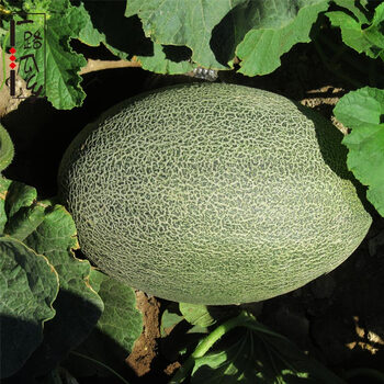【哈密馆】哈密瓜预售 原产地精品一级哈密瓜