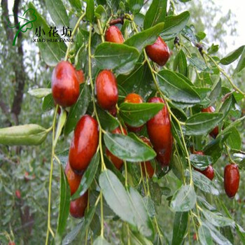 庭院盆栽植物果树苗枣树苗 盆栽枣树 沾化冬枣