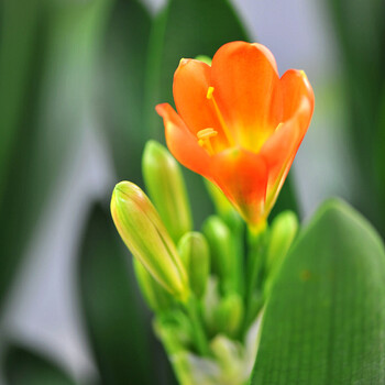 浩胜君子兰盆栽水培花卉盆景绿色植物办公室绿