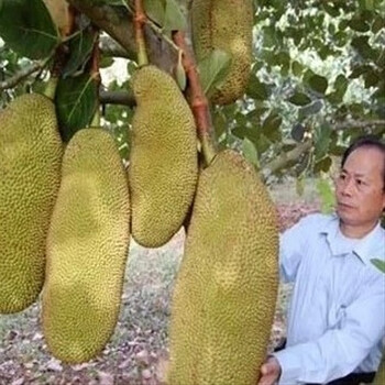 果树苗 南方北方种植 四季菠萝蜜树苗 马来西亚