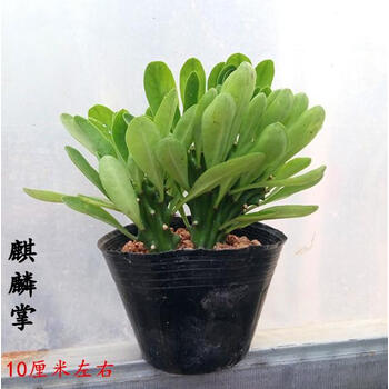 仙人盆栽绿植彩色玉麒麟 麒麟掌五指山盆景吸甲醛多肉