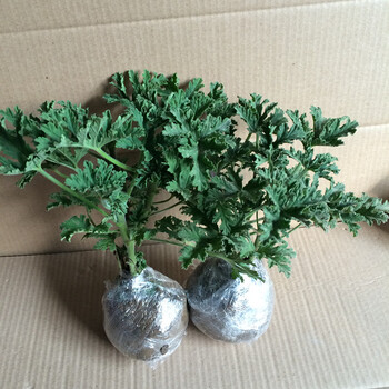 食虫植物捕蝇草盆栽苗驱蚊香草食虫花驱虫草驱