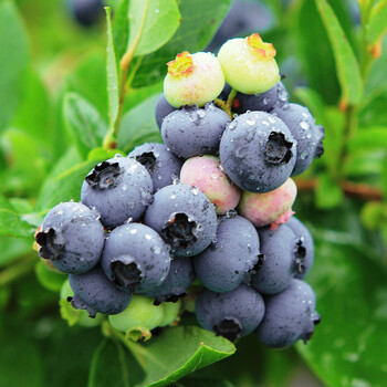 十字星锦 蓝莓苗 蓝莓果树苗盆栽地栽蓝梅苗 阳