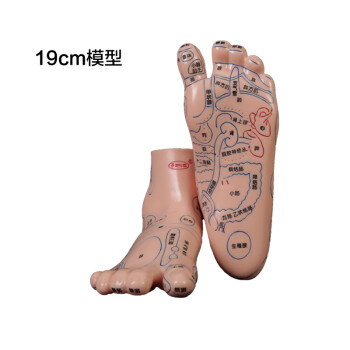 人体足部穴位教学模型脚模型针灸推拿按摩穴位刻字足底反射区模型 19