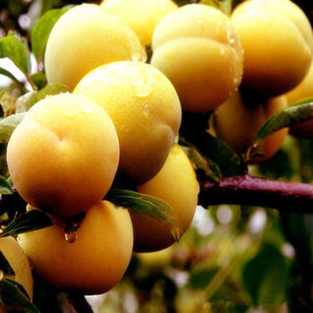 芊蓝茵 李子苗南北方种植盆栽地栽果树苗嫁接