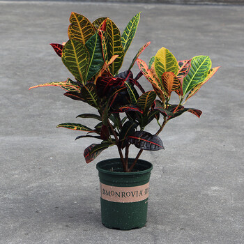 十字星锦 清香木 小榕树 栀子花净化空气 办公桌