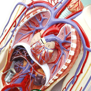 解剖教学模型模具体肺循环心血管心脏解剖模型人体血液循环系统模型