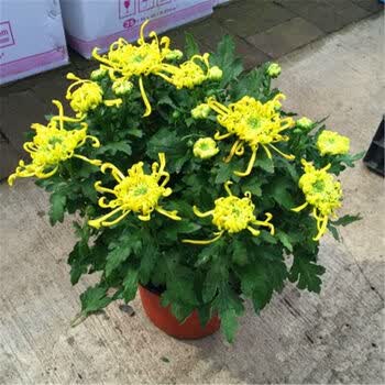 秋风与菊花共绘重阳节盛景