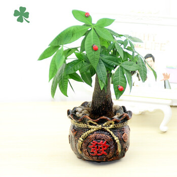 绿植盆栽发财树小办公室内招财摇钱盆景花卉客