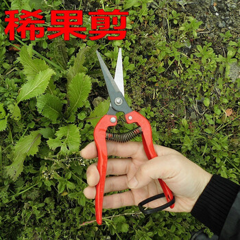 弹簧剪刀稀果修枝剪采摘水果橙子柑桔橘剪葡萄