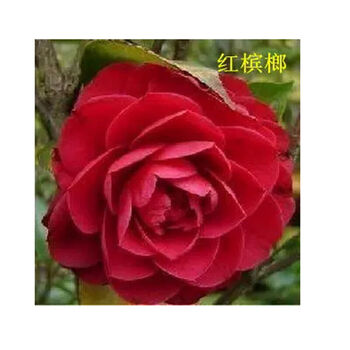 盆栽茶花苗山茶花树苗 园林四季绿化茶花苗 红槟榔