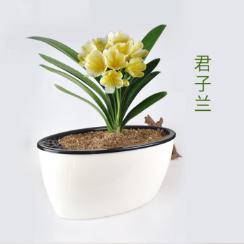 植物吸甲醇盆景兰花盆栽水培君子兰盆栽大小苗带懒人自动吸水花盆发货