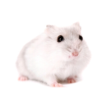 银狐仓鼠幼崽图片