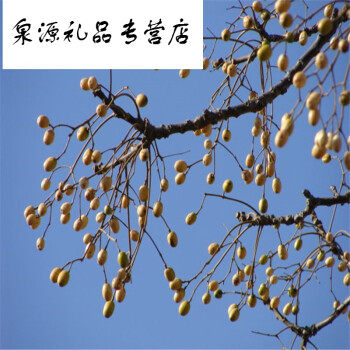 新采苦楝树种子 苦楝种子 楝树紫花树种子楝枣种子苦楝子 一斤