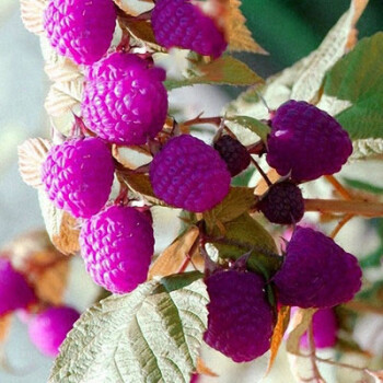 树莓果树苗 苗 红树梅/黑树莓/黄树莓 南方北方种植当年结果 紫树莓 2