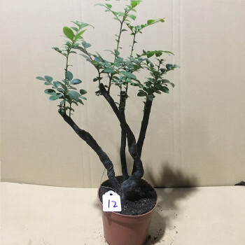 名贵桌面盆景 黑骨茶植物室内书房盆栽紫檀树苗 小叶客厅镇宅正宗 12