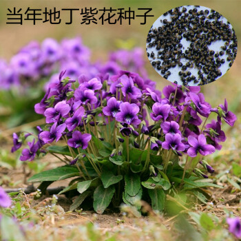地丁紫花种子 地丁苦种子 紫色花种子 500克