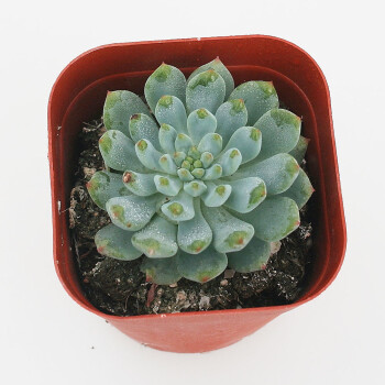 蓝孔雀 多肉植物 防辐射肉肉室内绿植花卉盆栽植物多肉 6.