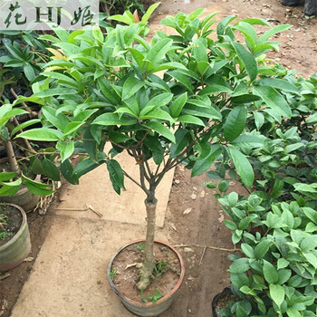 月桂等一般第二年就可以开花