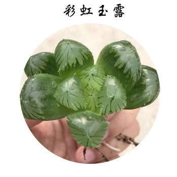 多肉植物十二卷属彩虹玉露盆栽室内防辐射绿植花卉肉肉 彩虹玉露4-6cm