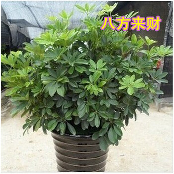weiy四季常青 鸭掌木/七叶莲/鹅掌柴苗 鸭脚木 盆栽花卉植物净化高手图片