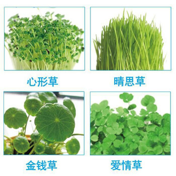 四季香随植物心形草晴思草彩叶草金钱草爱情草岩石草种子植物种子水培