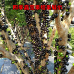 嘉宝果树苗广西发货南方水果树苗庭院地栽种植树葡萄苗 沙巴嘉宝果