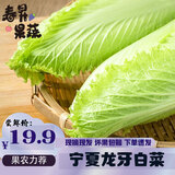 宁夏供港蔬菜新鲜龙芽白菜 龙牙菜日本绍菜小白菜软糯甜开水白菜5斤