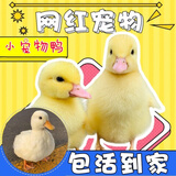 抖音同款宠物小黄鸭萌宠小鸭网红鸭活体包活到家儿童玩伴会跟人柯尔鸭