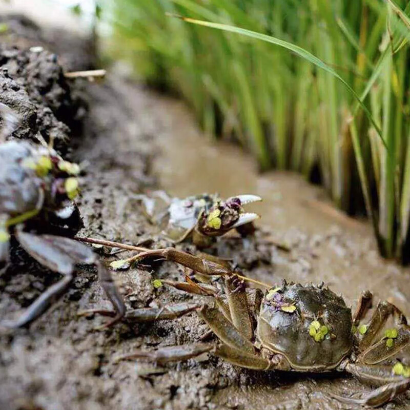 盘锦大米营田大米蟹田生态米 5kg 当季新米东北大米10斤双层塑料真空包装