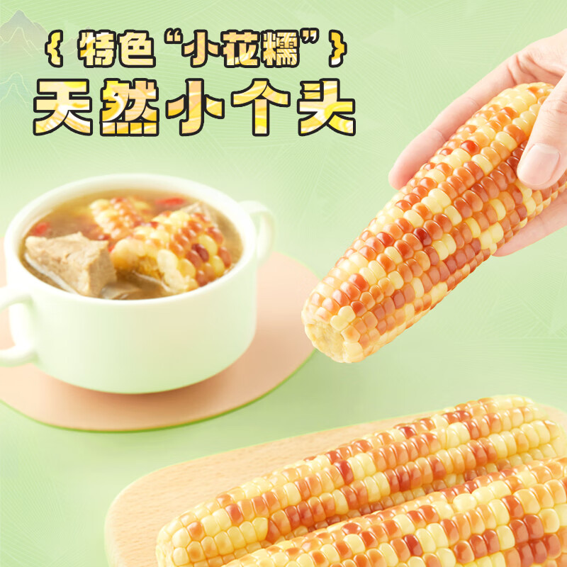 十月稻田 云南小花糯玉米 1.5kg 西双版纳香糯小玉米 大号拇指玉米 黏玉米