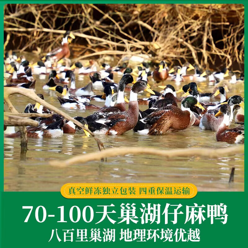 蛋鲜森 巢湖仔麻鸭1000g±50g*2只 农家散养土鸭 鲜活现杀煲汤红烧食材 1000g 巢湖仔麻鸭*2只