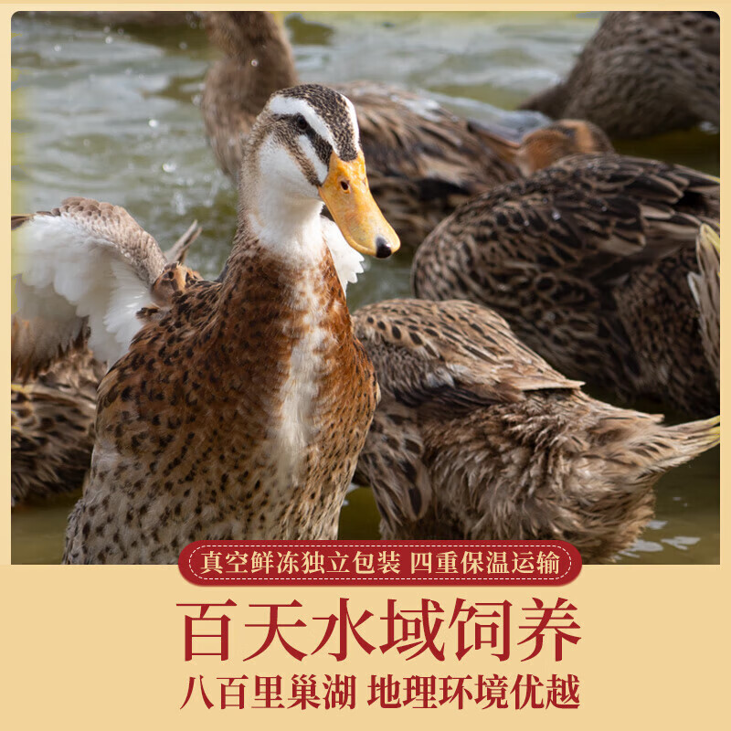 蛋鲜森 巢湖老麻鸭1000g/只 农家散养老鸭土鸭 鲜活现杀煲汤滋补食材 