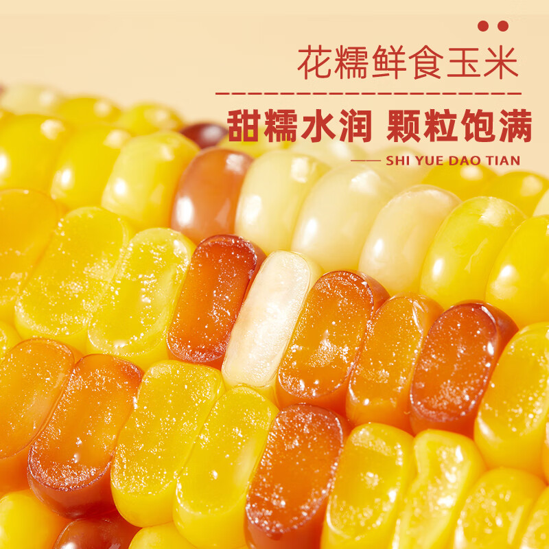 十月稻田鲜食花糯玉米 2.2kg(220g*10) 低脂  五常玉米棒