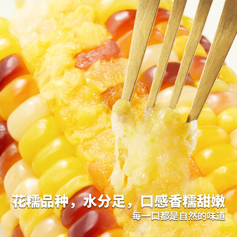 柴火大院五常花糯玉米1.76kg（甜糯玉米 玉米棒 轻食 220g*8根）