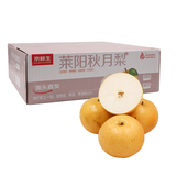 京鲜生 山东莱阳秋月梨  净重5斤 单果350g以上 生鲜水果 源头直发