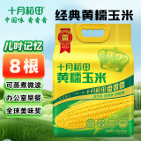 十月稻田 黄糯玉米 3.52斤(220g*8根) 东北甜黏玉米棒 早餐苞米 真空包装