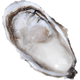鲜海道乳山生蚝鲜活乳山牡蛎5XL 净重5斤 8-12只 生鲜 源头直发