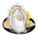 鲜海道鲜活乳山生蚝3XL 净重5斤 13-17只生鲜海鲜贝类源头直发聚餐露营