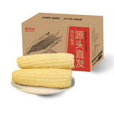 京觅东北白糯玉米 黏甜糯玉米棒低脂粗粮代餐4.5斤7-10穗源头直发
