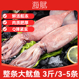 海赋 山东 鲜冻大鱿鱼净重3斤 3-5条 整条鱿鱼 软足类-源头直发