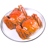 【活蟹】澄湖鲜语 鲜活六月黄大闸蟹2.3-2.6两 8只礼盒装 现货生鲜 海鲜礼盒 源头直发