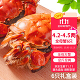【活蟹】乾澄大闸蟹现货 六月黄3.0-3.3两 10只 去绳足重鲜活螃蟹海鲜礼盒源头直发