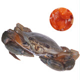 【活鲜】鲜活裸蟹三门青蟹大红膏蟹（母蟹5-9两/只）500g 盒装