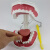 山顶松 牙齿模型 儿童早教刷牙模型 幼儿口腔教学牙齿解剖模型 2倍放大口腔（可拆有舌头）