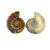斓晶汇玉化螺菊石摆件斑彩螺切片化石海洋古生物标本 斑彩螺切面一对