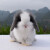 double yellow兔子活物 肉兔活体幼崽家兔纯种大型农家宠物兔兔苗 小白兔1对
